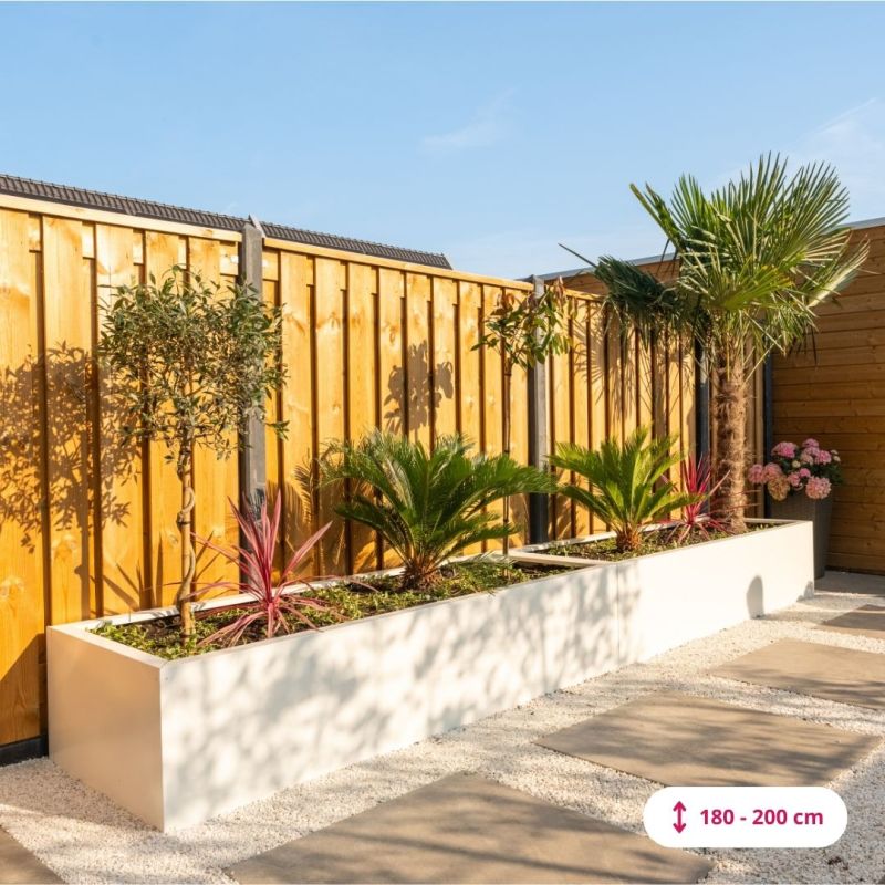 Trachycarpus fortunei