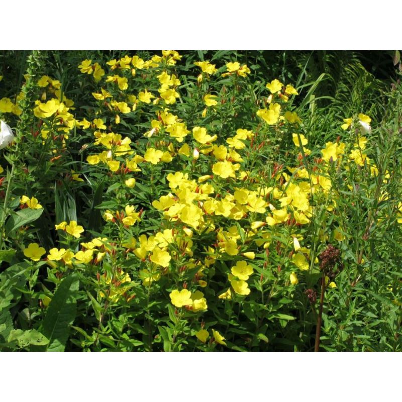 Oenothera Fyrverkeri 