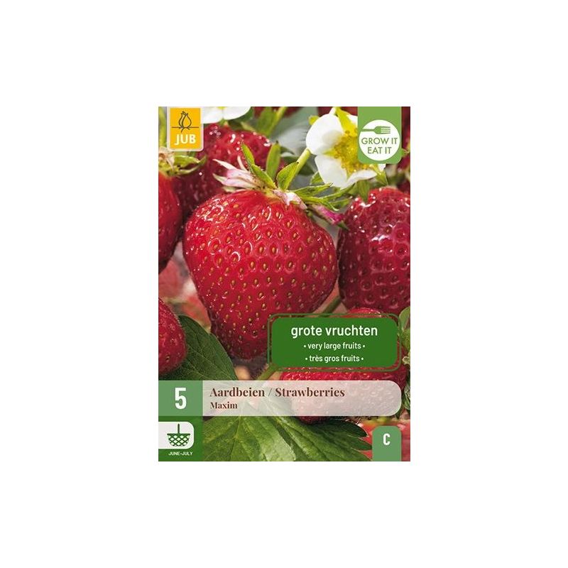 Fragaria Maxim - 5 stuks