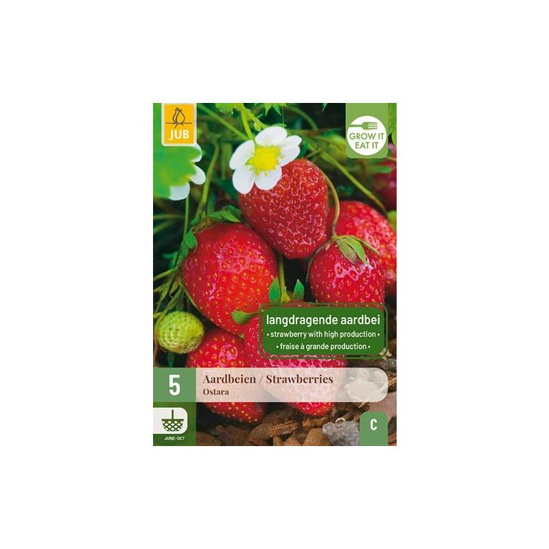 Fragaria Ostara - 5 stuks