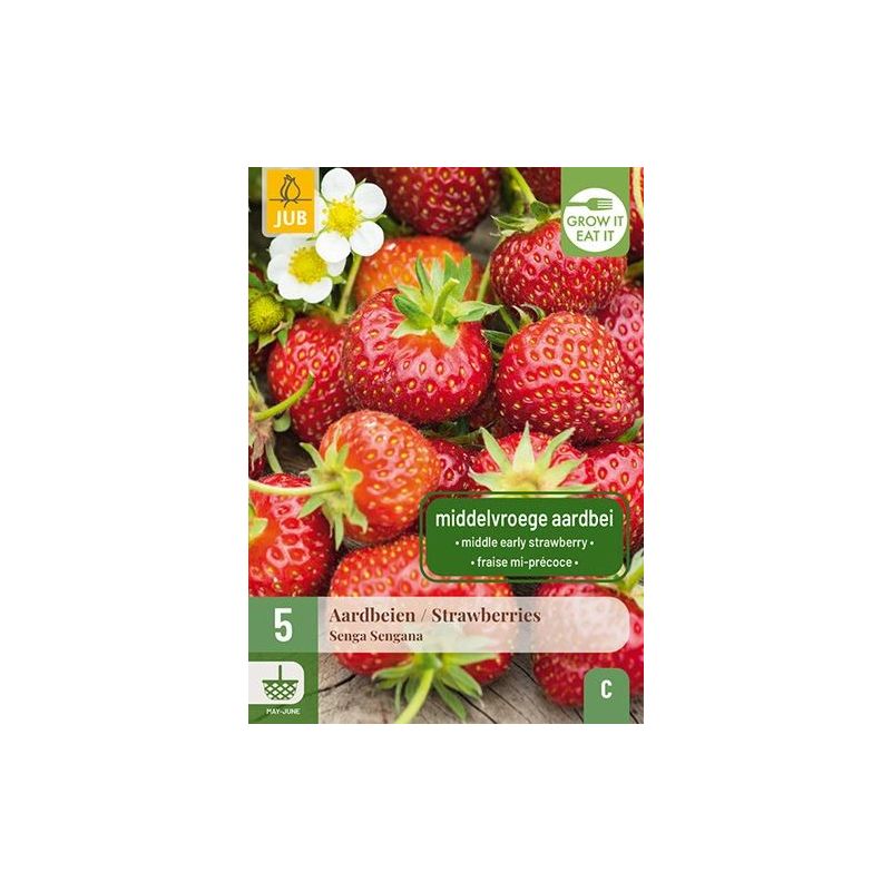 Fragaria Senga Sengana - 5 stuks