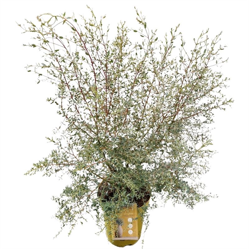 Eucalyptus France Blue