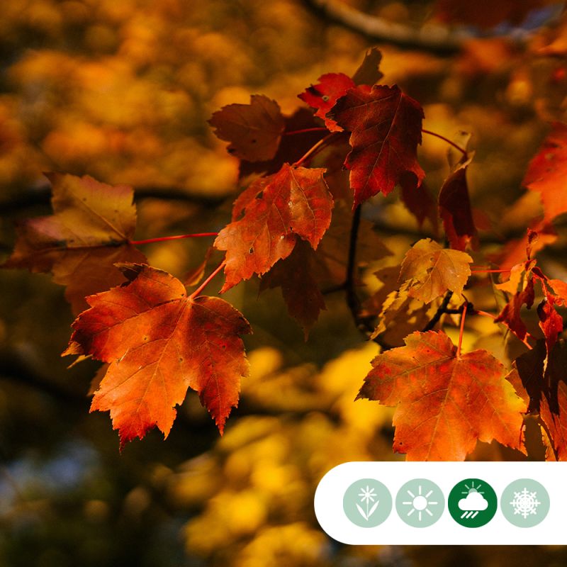 Acer Autum Blaze