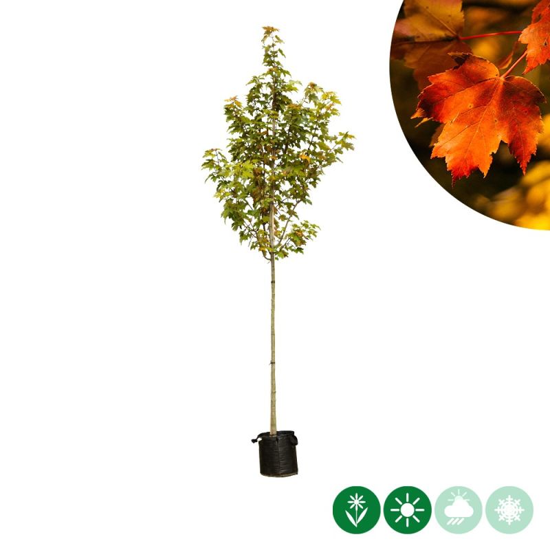 Acer Autum Blaze