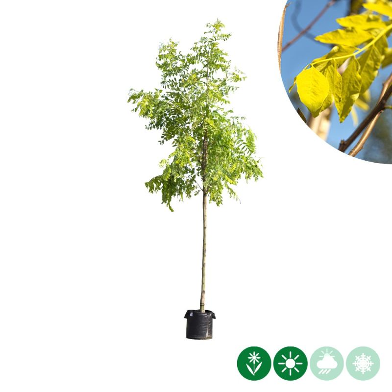 Robinia Frisia