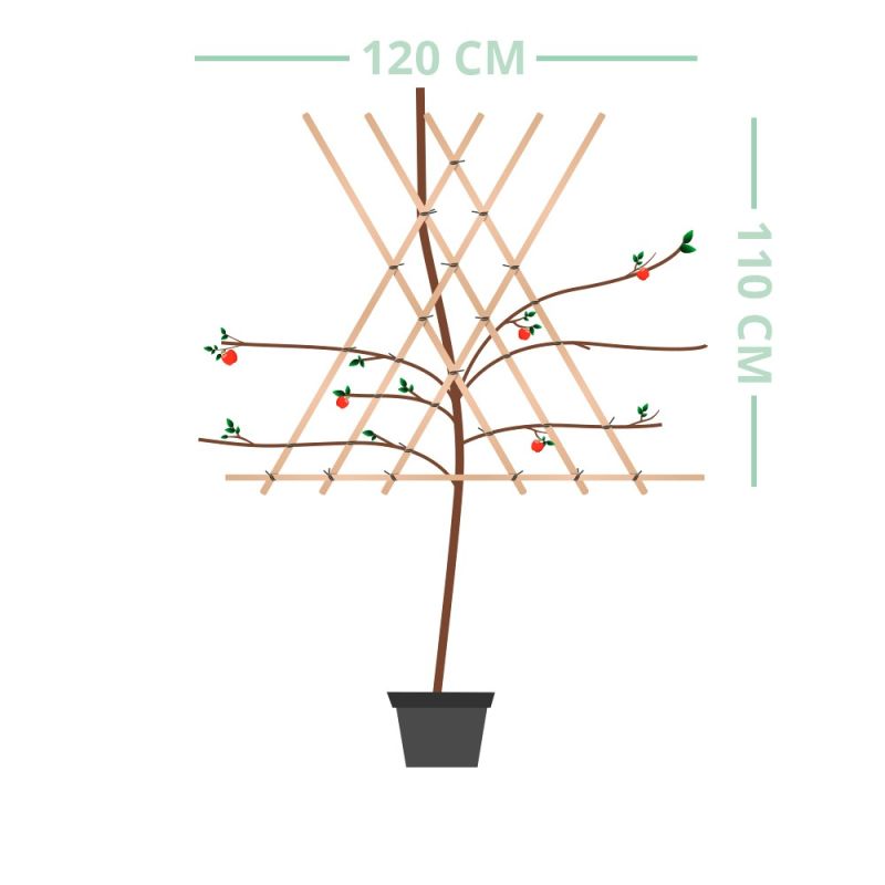Prunus Opal - leiboom hoogstam