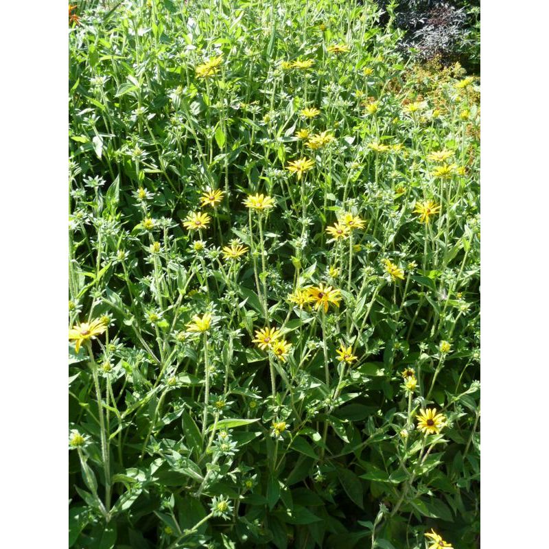 Rudbeckia fulgida deamii