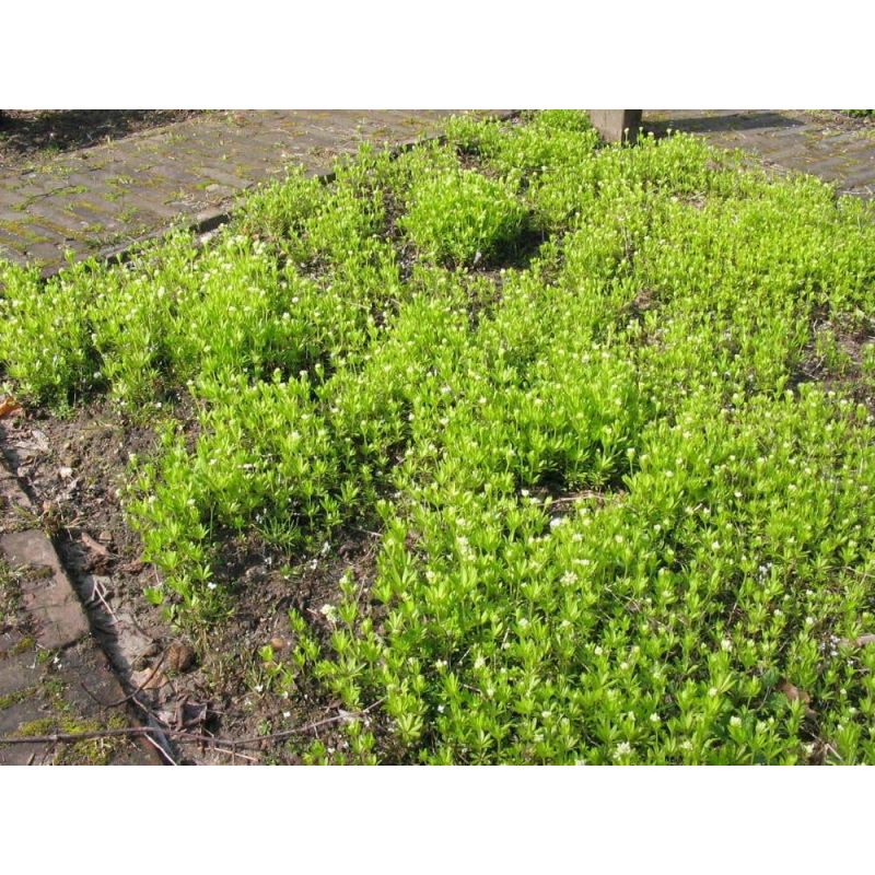 Galium odoratum 