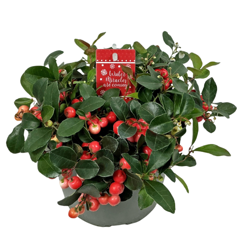 Gaultheria Big Berry