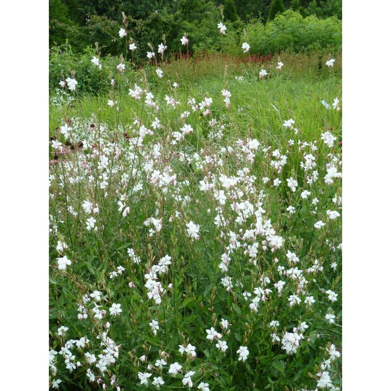 Gaura Whirling Butterflies - biologisch