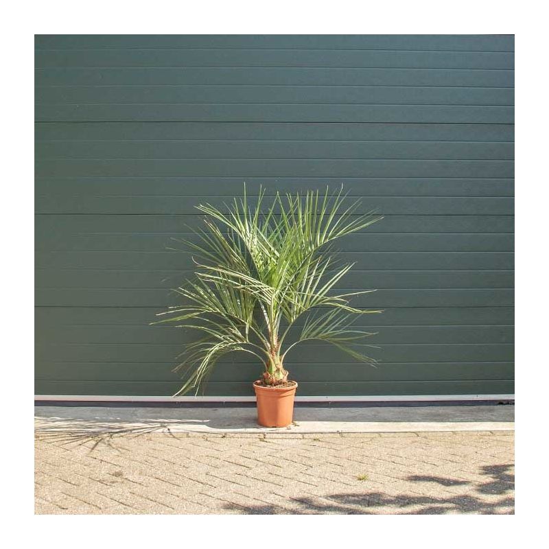 Butia Capitata