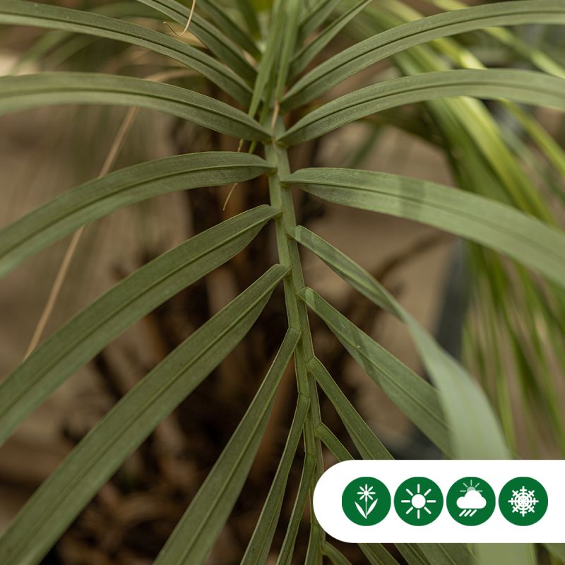 Butia capitata