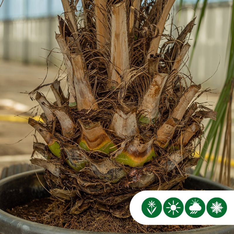 Butia capitata
