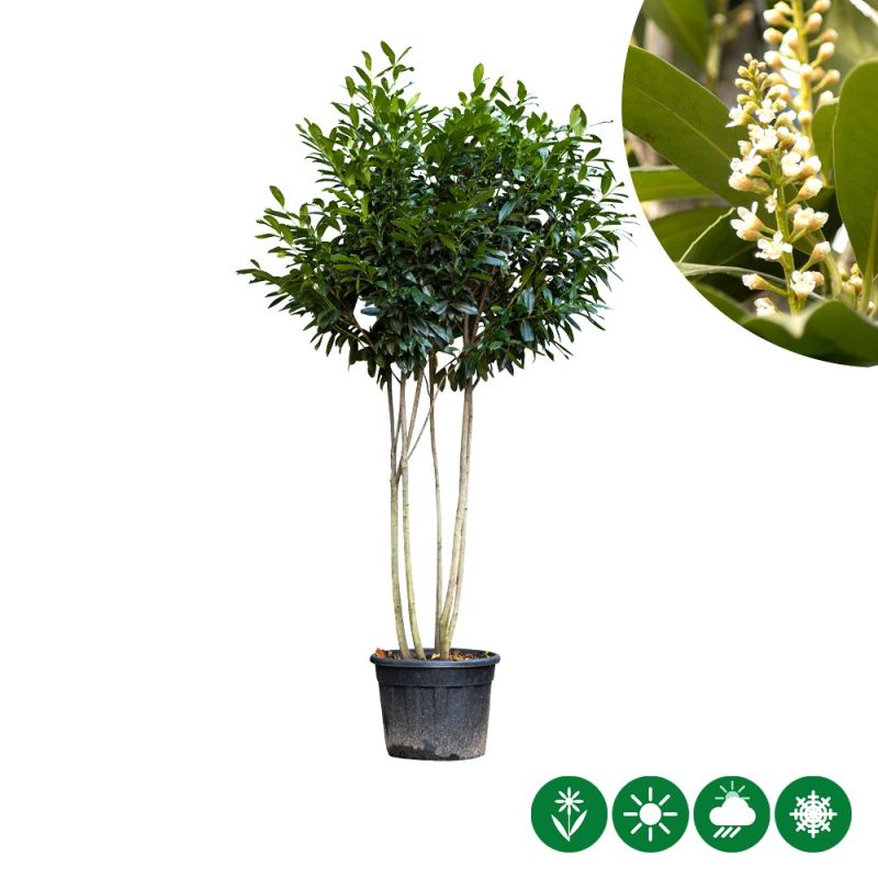 Prunus Genolia - meerstammig