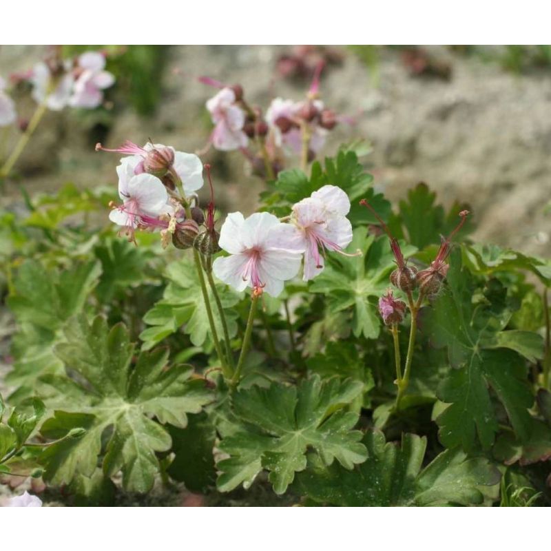 Geranium cantabrigiense 'Biokovo'