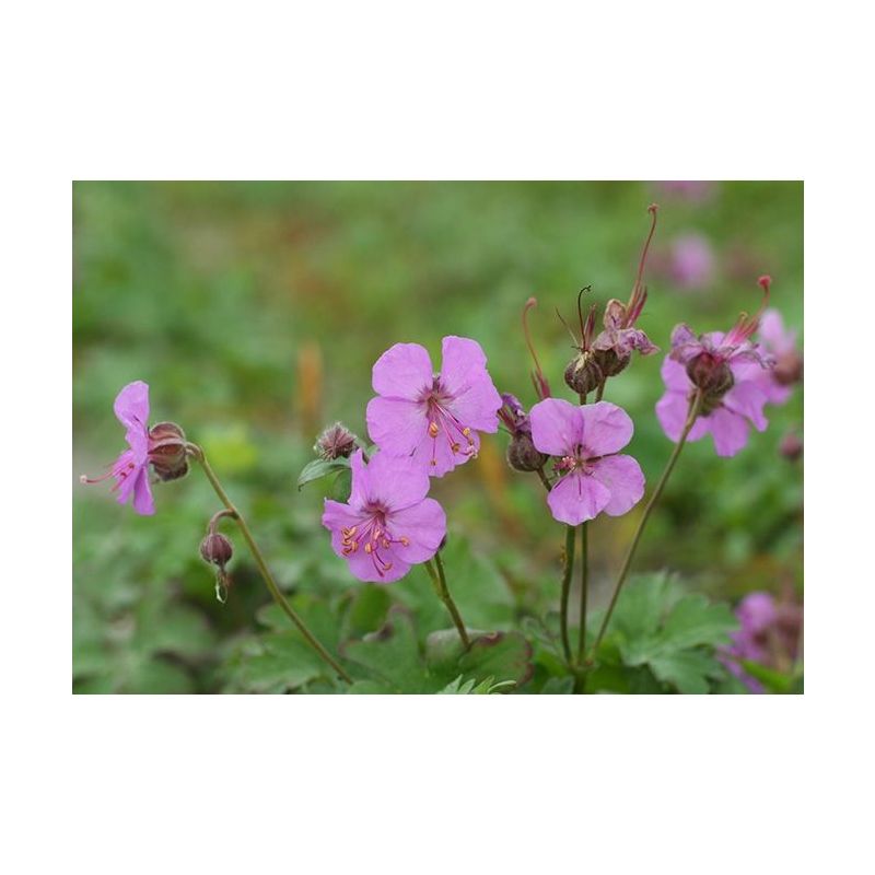 Geranium cantabrigiense 'Cambridge'