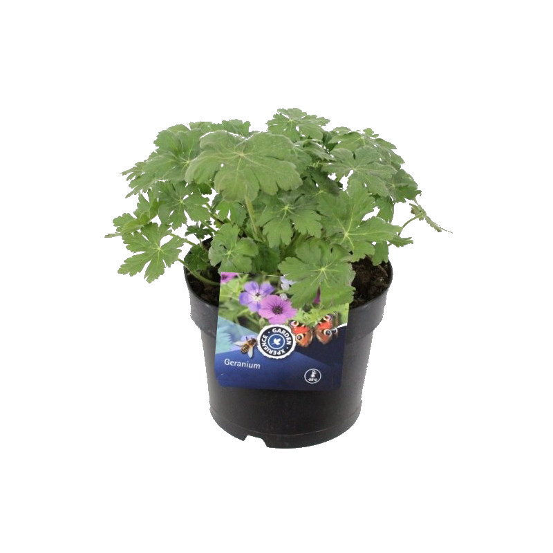 Geranium Czakor - biologisch