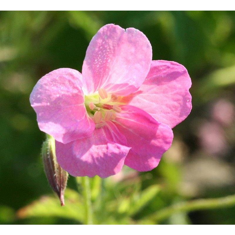 Geranium endressii 'Wargrave Pink' - 6 stuks