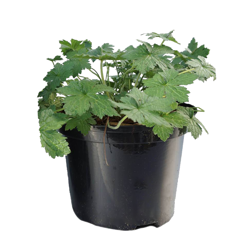 Geranium Wargrave Pink 