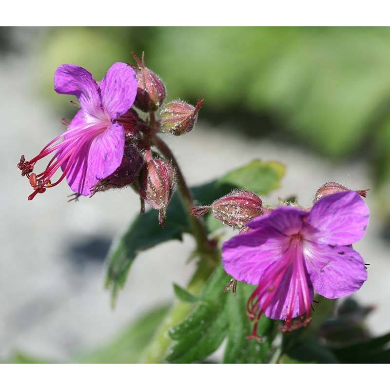 Geranium Czakor - biologisch