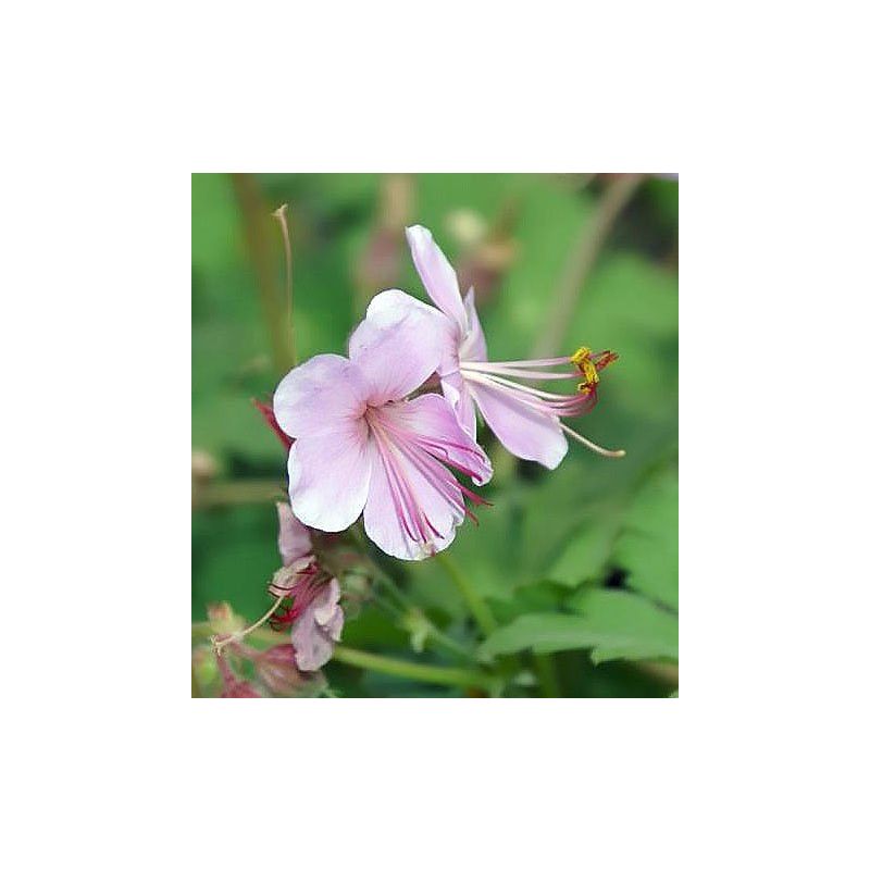 Geranium Ingwersens Variety
