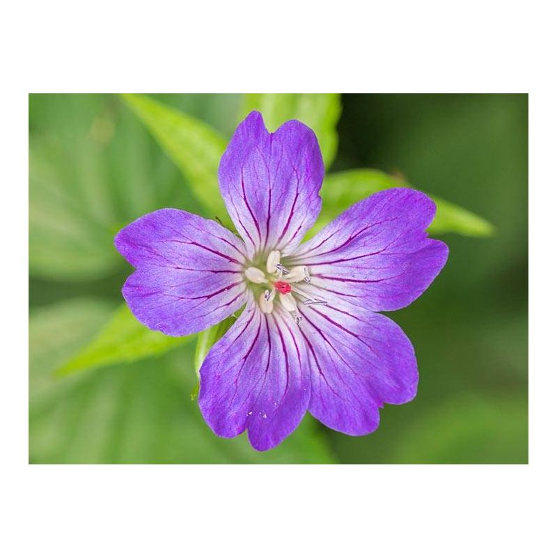 Geranium nodosum