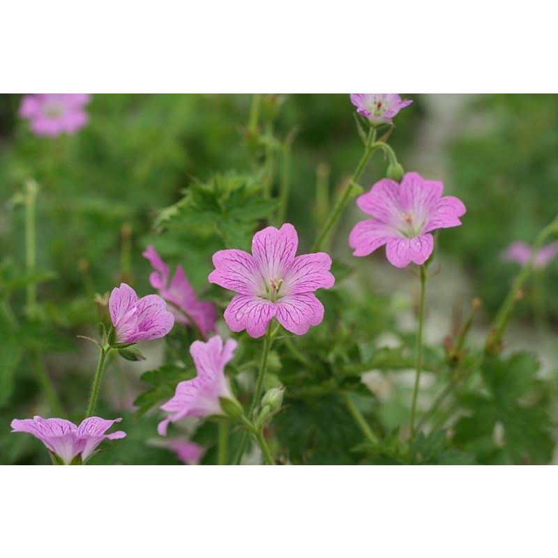 Geranium oxonianum 'Claridge Druce'