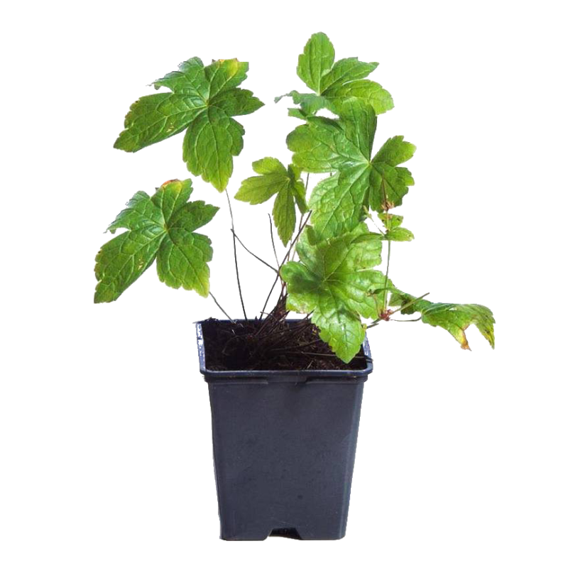 Geranium oxonianum 'Claridge Druce'