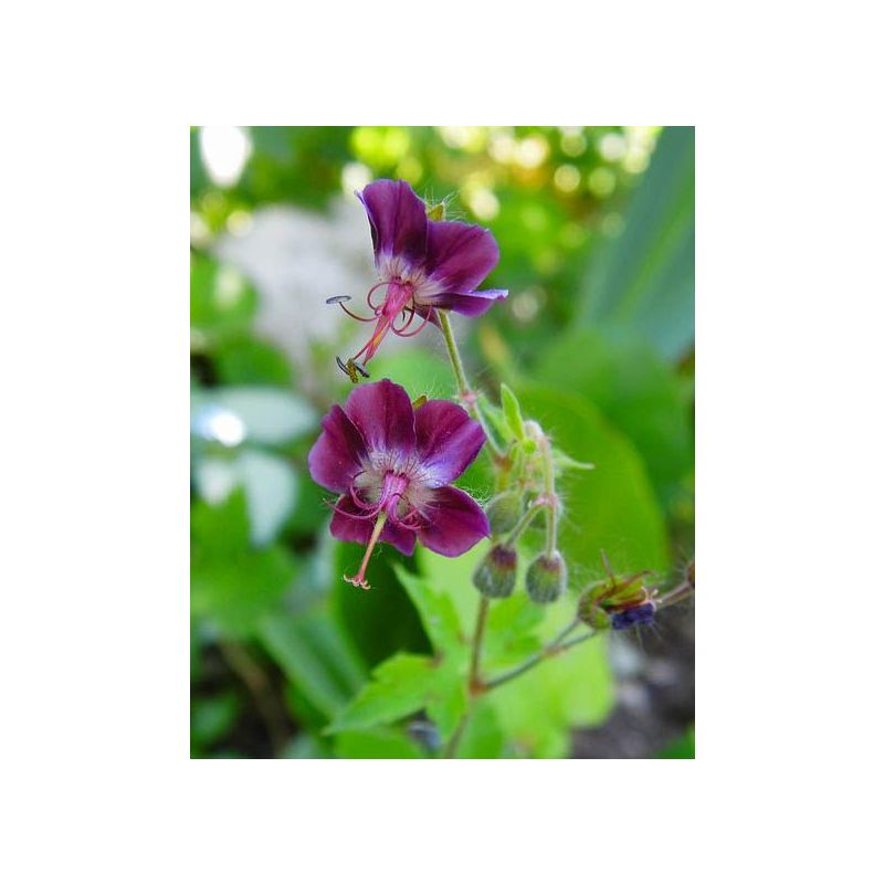 Geranium phaeum 