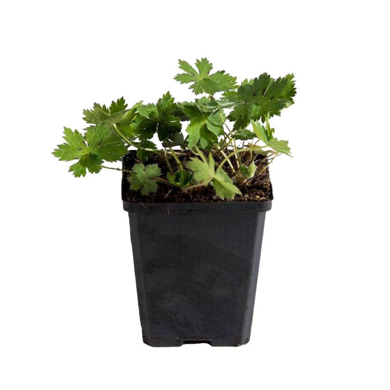 Geranium phaeum 