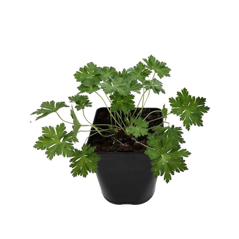 Geranium Rozanne - biologisch