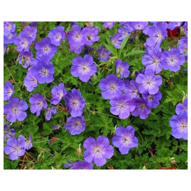 Geranium Rozanne - biologisch