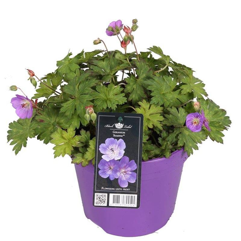 Geranium 'Rozanne'