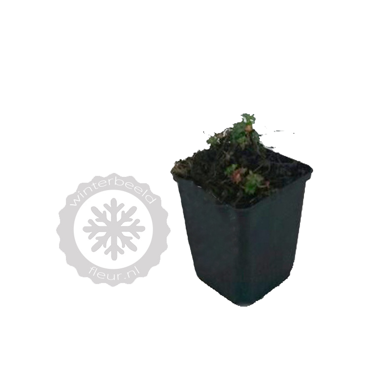 Geranium Wargrave Pink 