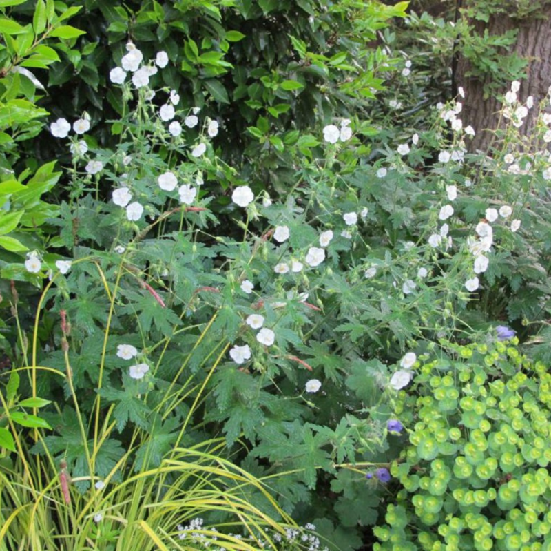 Geranium sylvaticum Album