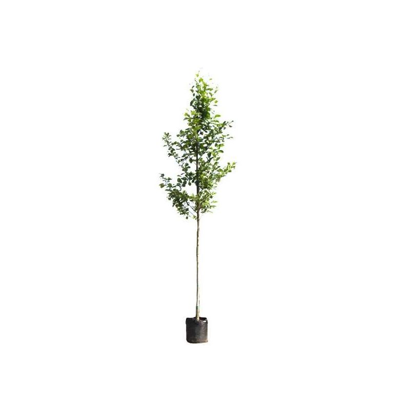 Alnus Glutinosa