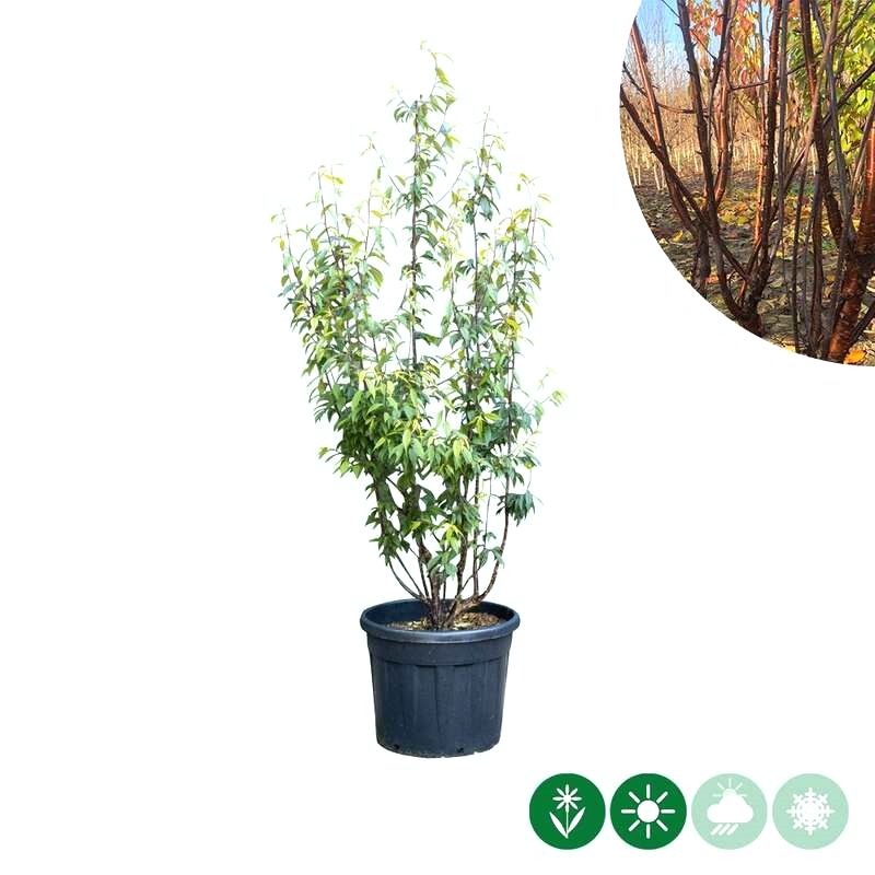 Prunus serrula - meerstammig