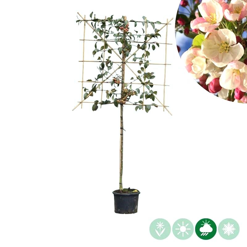 Malus Red Sentinel - leiboom