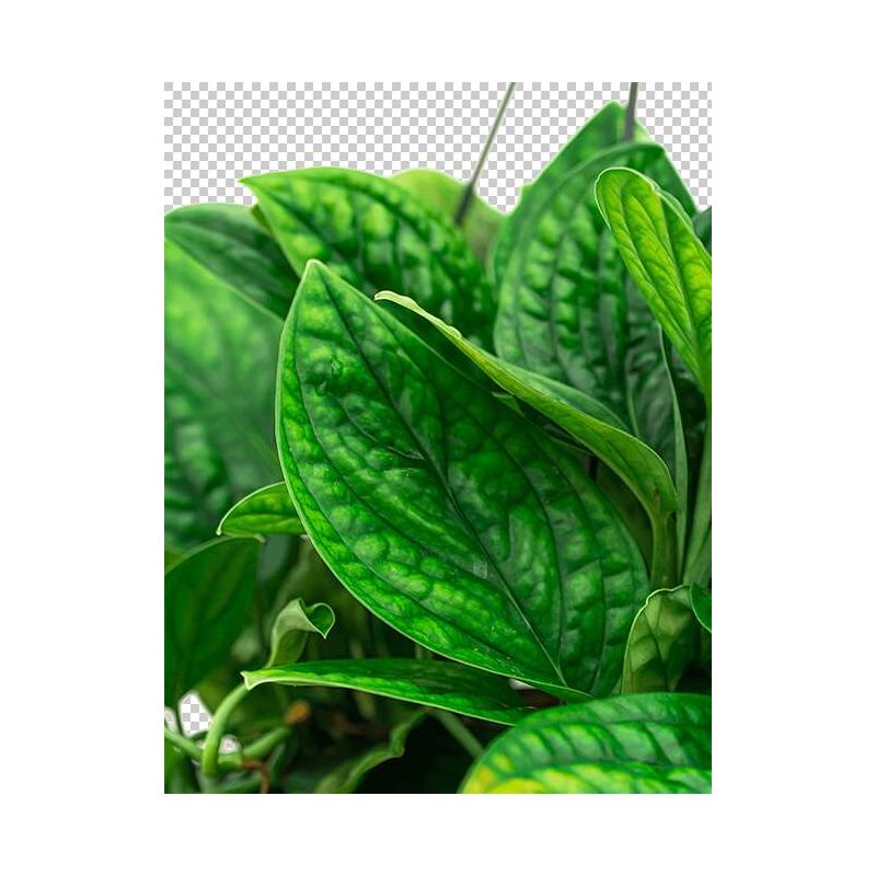 Monstera karstenianum