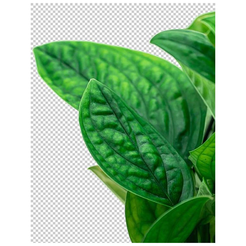 Monstera karstenianum