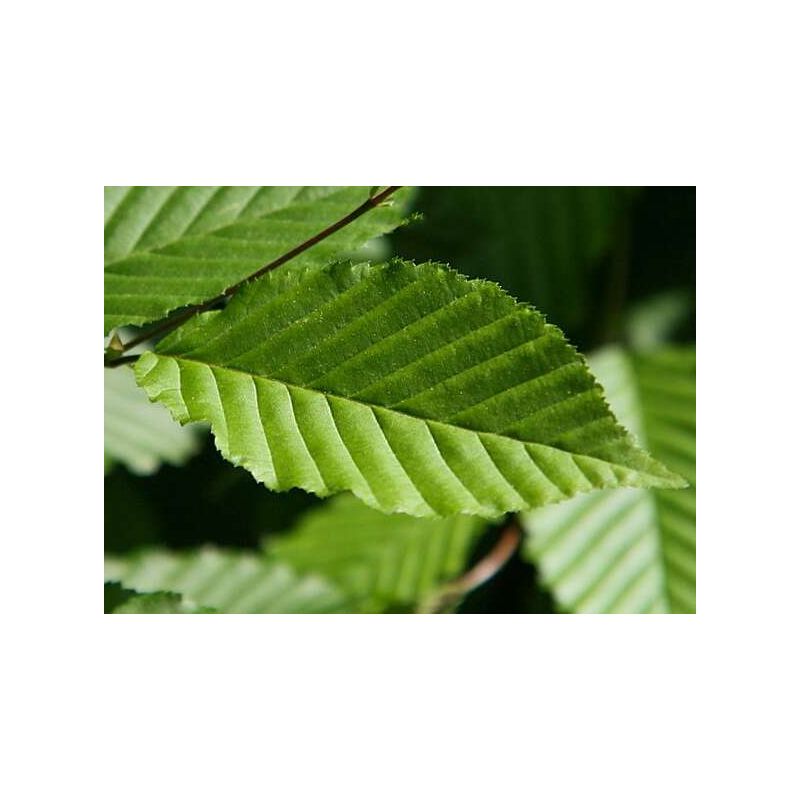 Carpinus betulus op stam