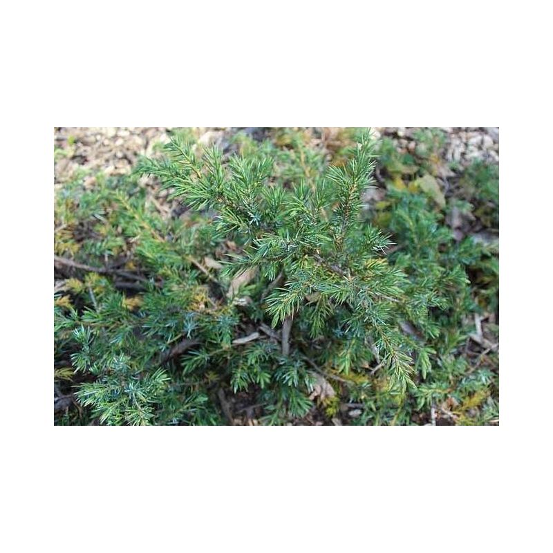 Juniperus Green Carpet