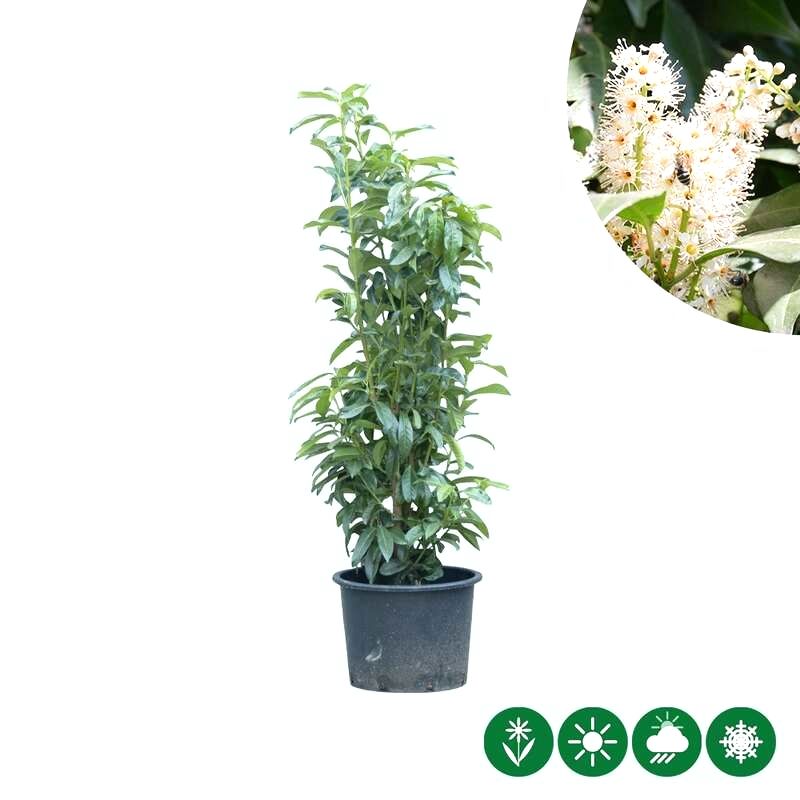 Prunus laurocerasus Genolia