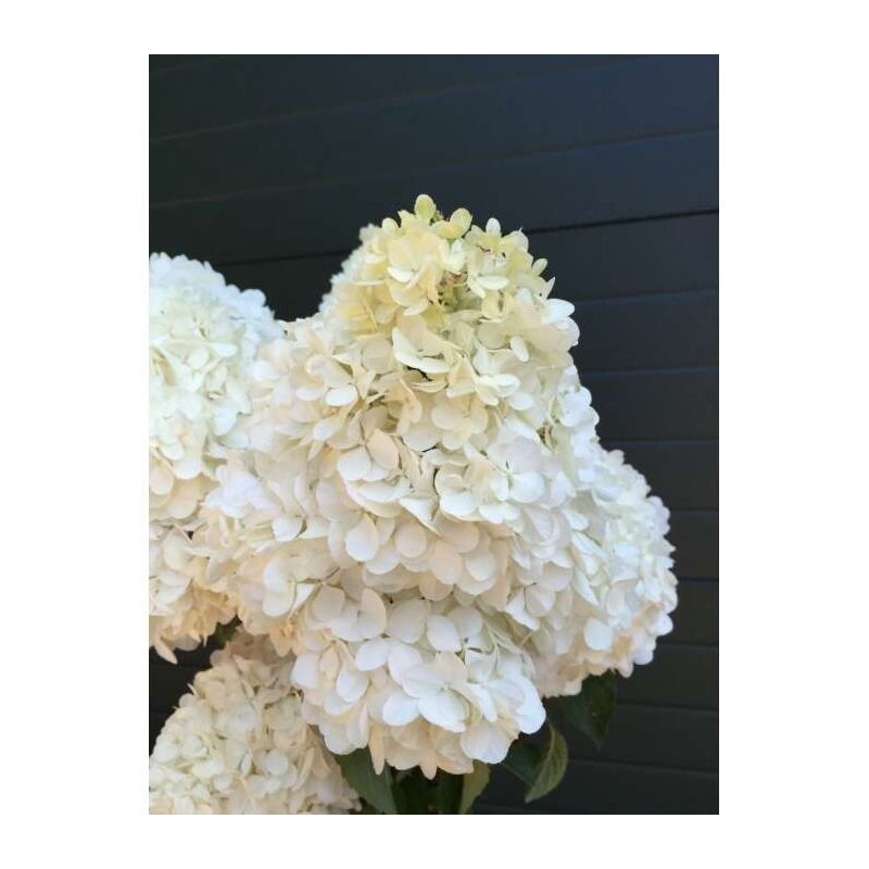 Hydrangea Paniculata Limelight