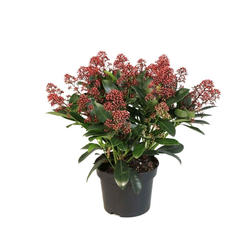 Skimmia japonica Rubella