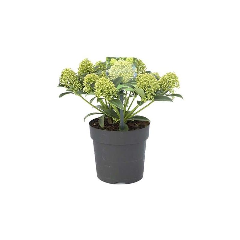 Skimmia Finchy