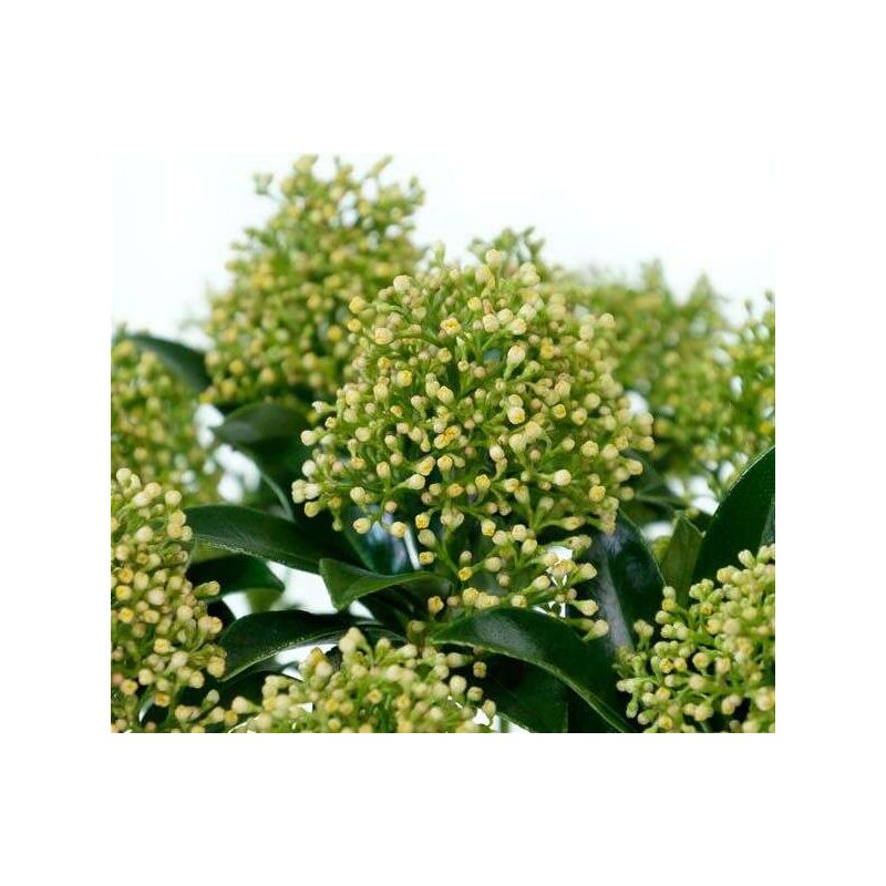 Skimmia Finchy