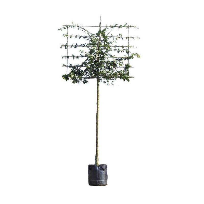 Acer campestre - leiboom