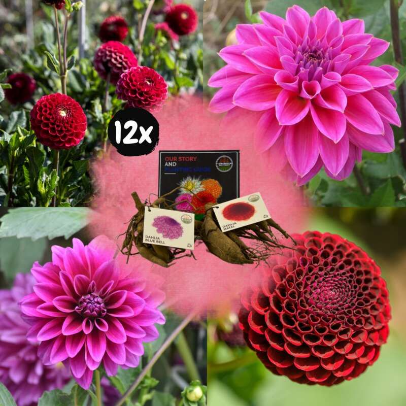 Dahlia mix 'Fireworks'