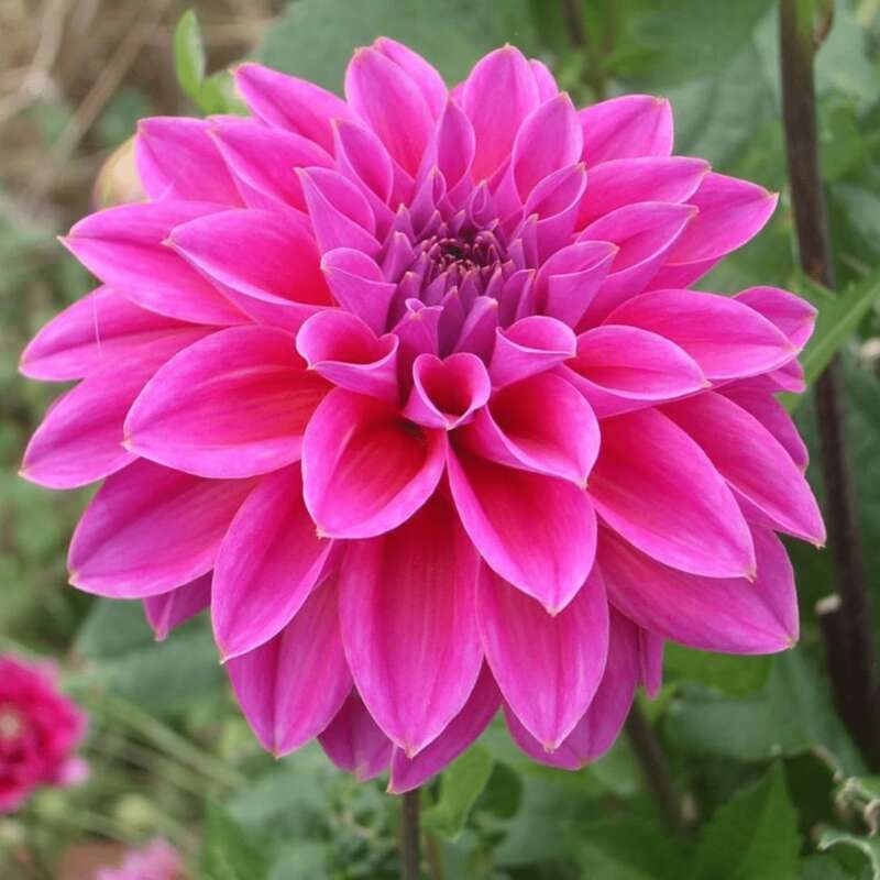 Dahlia mix 'Fireworks'